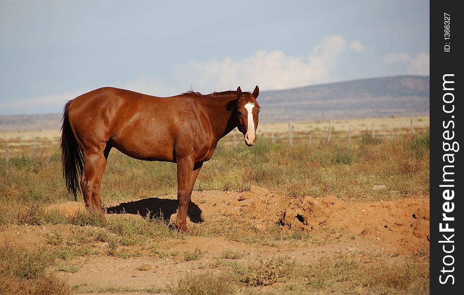 Beautiful Horse In A Field