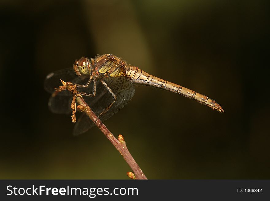 A picture of a dragonfly: the Sympetrum striolatum. A picture of a dragonfly: the Sympetrum striolatum.
