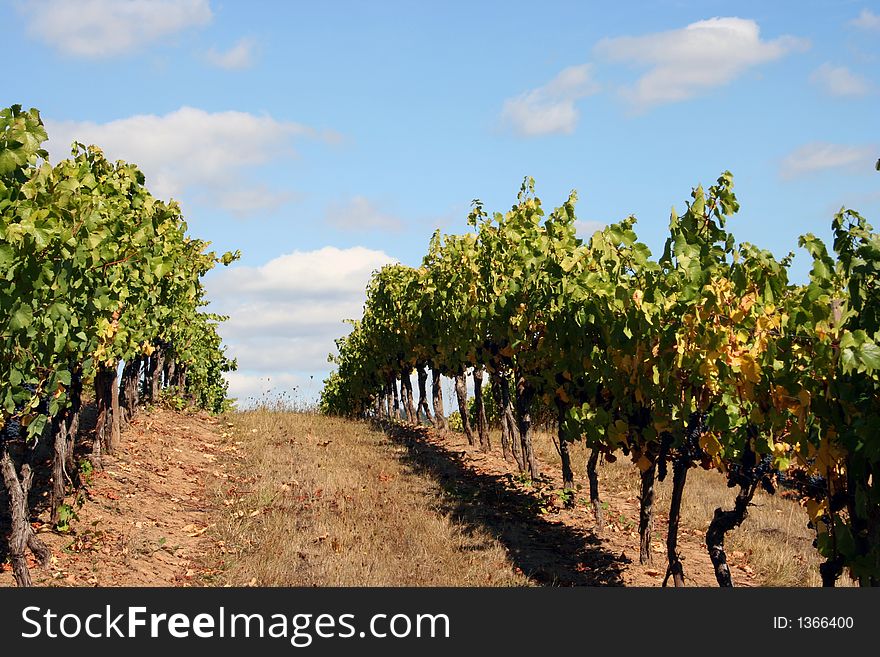 Vineyard Rows on Top of a Hill