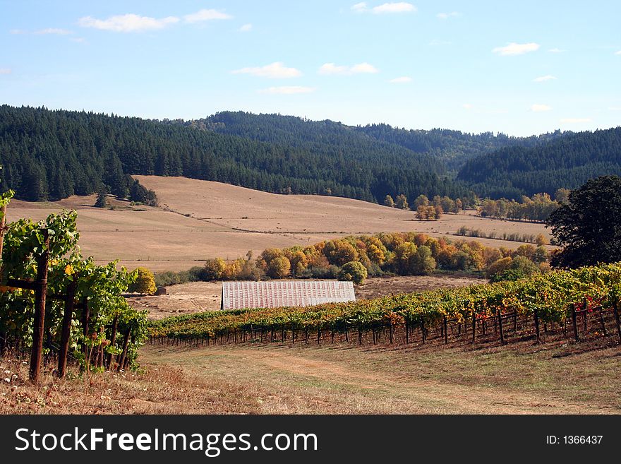 Grassy road winding down through a vineyard on a beautiful autumn day. Grassy road winding down through a vineyard on a beautiful autumn day.