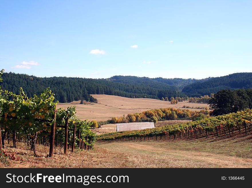 Grassy road winding down through a vineyard on a beautiful autumn day. Grassy road winding down through a vineyard on a beautiful autumn day.