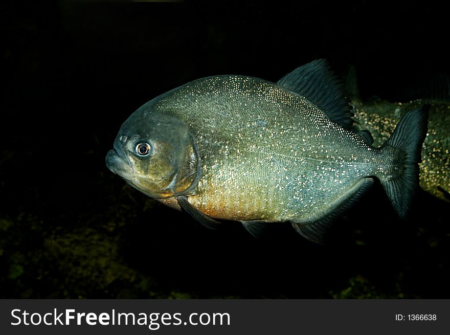 Picture of piranha in natural environment.