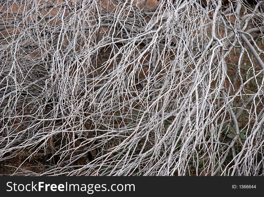Pattern of branches in Australia's dry outback