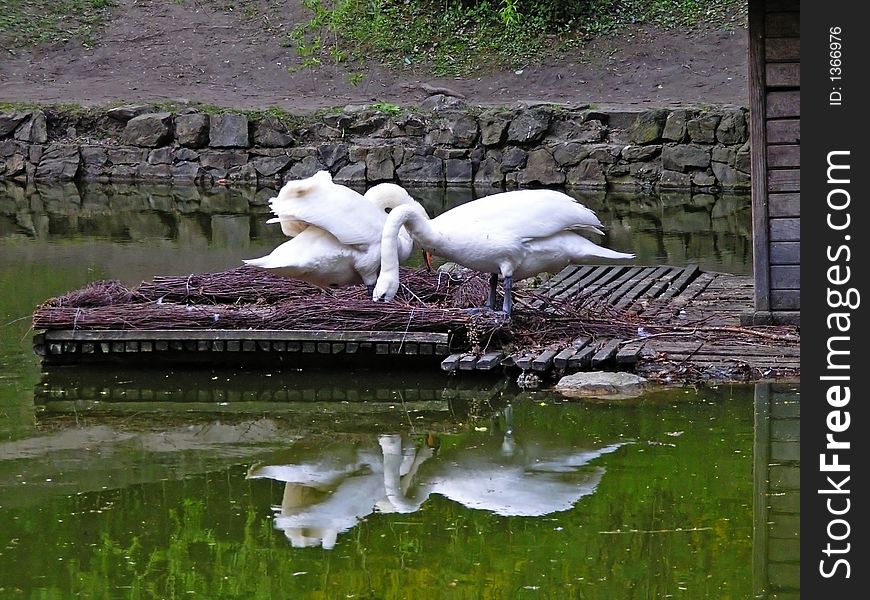 Two nesting swans with their reflections in water