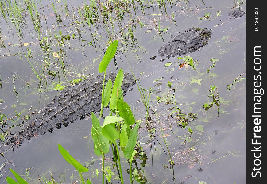 Alligator swimming in Florida Everglades