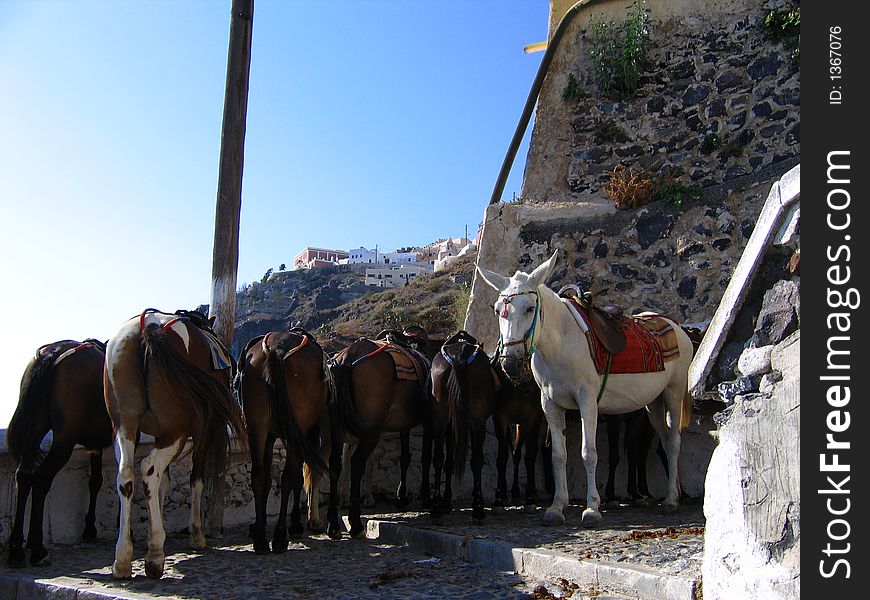 Presentation of donkeys,santorini,summer 2006,just choose a moment to picture