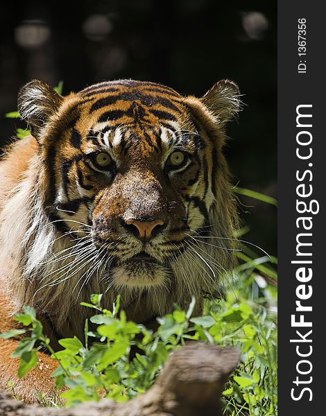 Sumatran tiger laying in grass