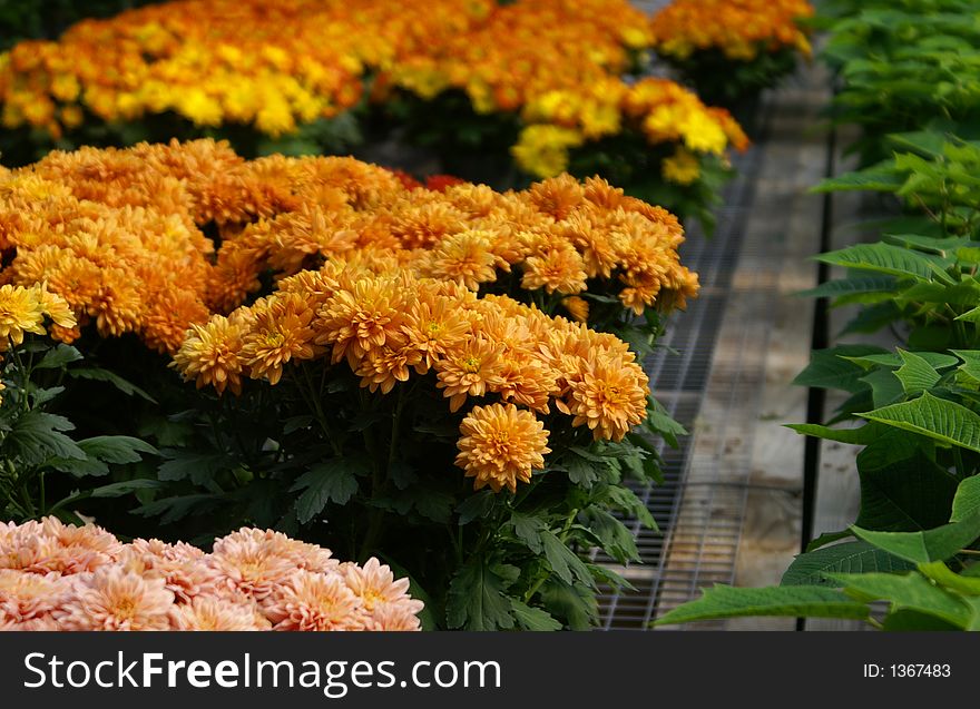 Fall mums in yellow,orange and pink beside poinsettias in a greenhouse. Fall mums in yellow,orange and pink beside poinsettias in a greenhouse