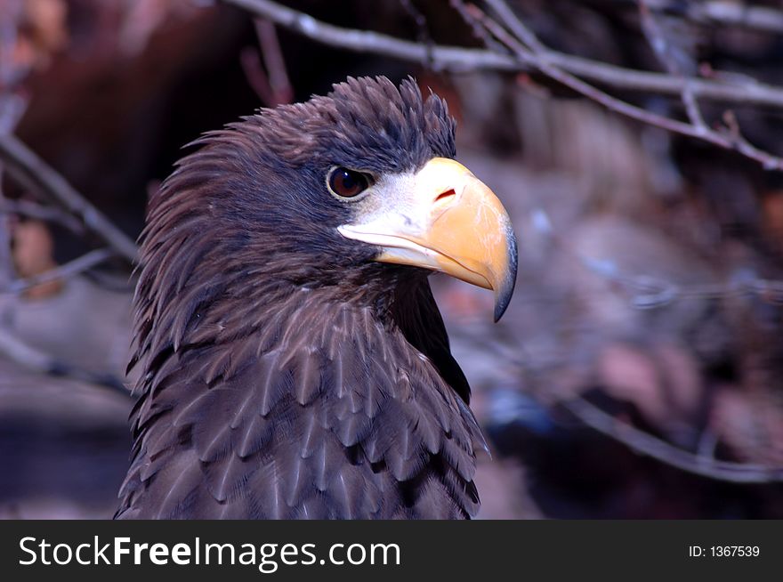 Determined looking eagle's watchful eye. Determined looking eagle's watchful eye