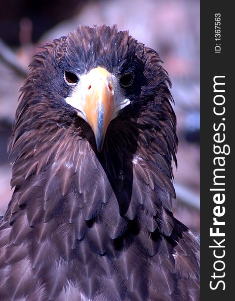 Determined looking eagle's watchful eye. Determined looking eagle's watchful eye