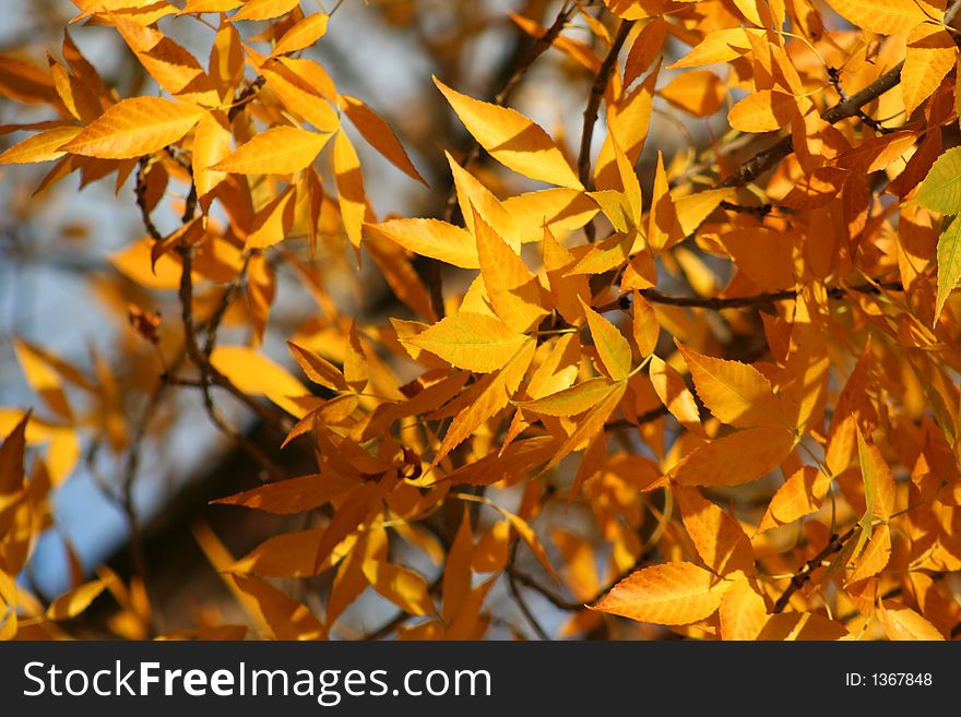 Tree and leaves in autumn. Tree and leaves in autumn