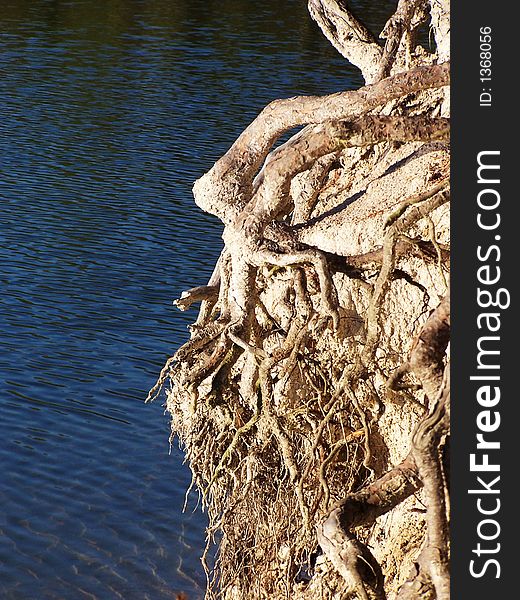 FOREST LAKE; ROOTS IN THE STEEP BANK; TREES; FORMER GRAVEL PIT; SAXONIA; GERMANY. FOREST LAKE; ROOTS IN THE STEEP BANK; TREES; FORMER GRAVEL PIT; SAXONIA; GERMANY