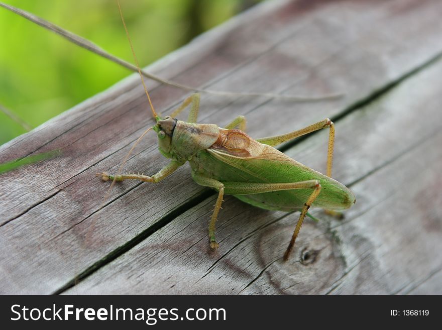Grashopper sitting on a wooden place
