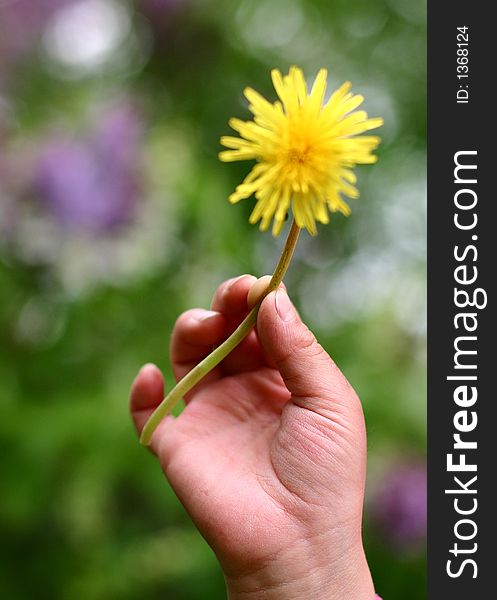 Child hand holding a dandelion. Child hand holding a dandelion