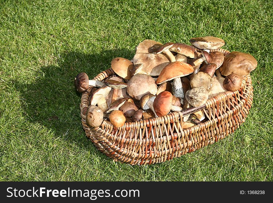 Mushrooms basket