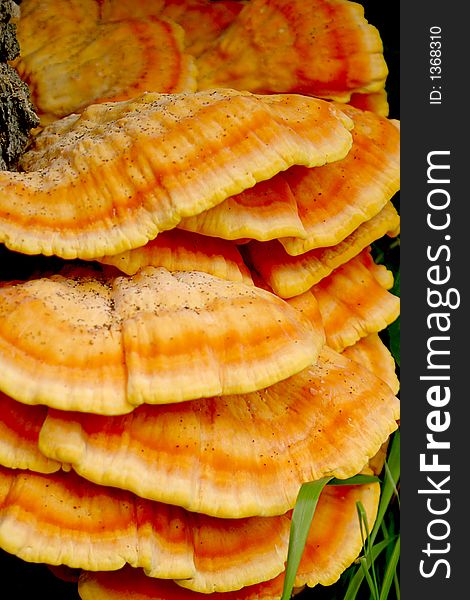 The chicken mushroom (Laetiporus sulphureus) is one of the largest and most colourful fungi, it is also considered a choice edible with tender portions tasting like white chicken meat.