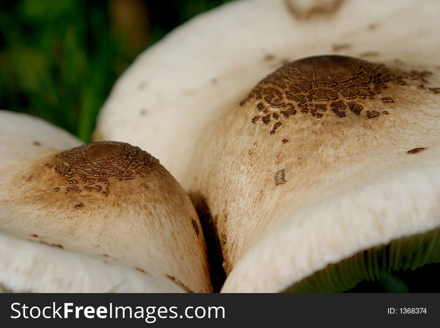 Couple Of Parasol Mushrooms