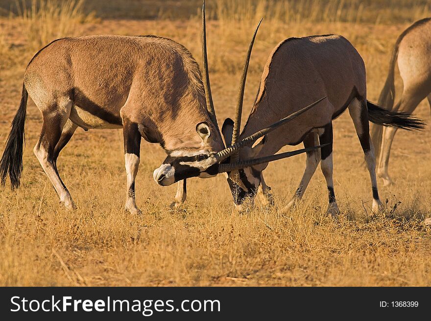 Gemsbok fighting, Kgalagadi Transfrontier Park, Southern Africa