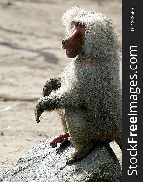 The Hamadryas Baboon is showing his manhood