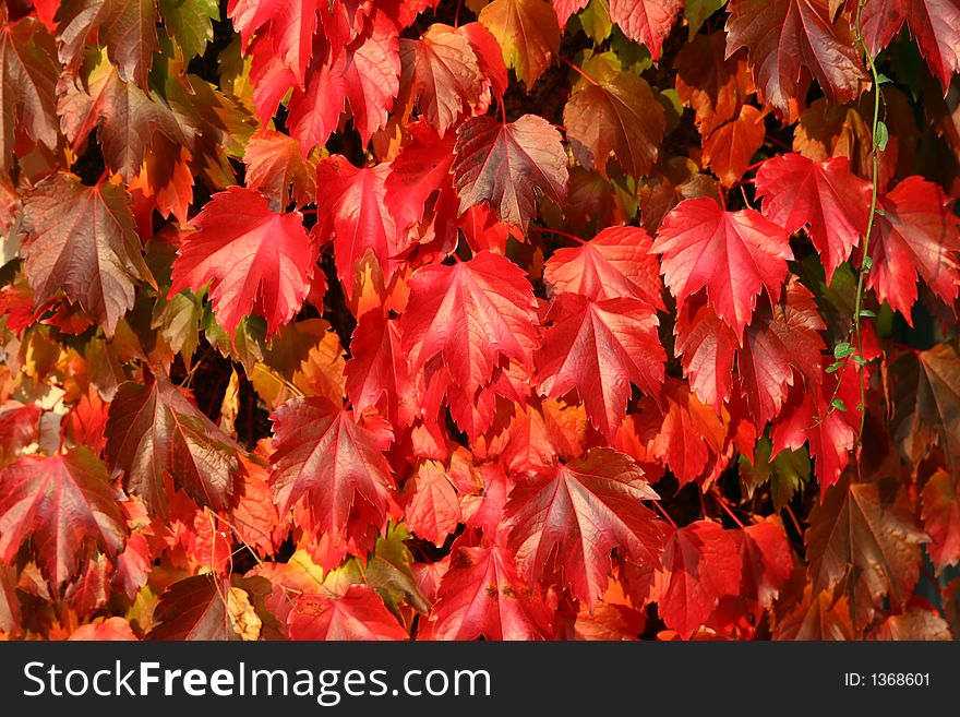 Autumn red maple leaves for collage or wallpaper