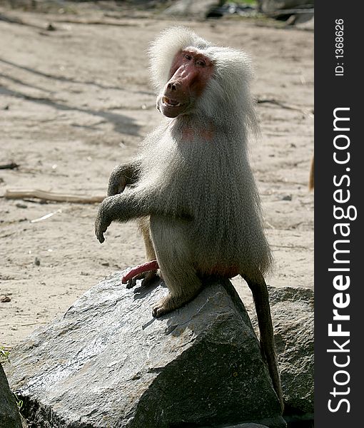 The Hamadryas Baboon Is Showing His Manhood