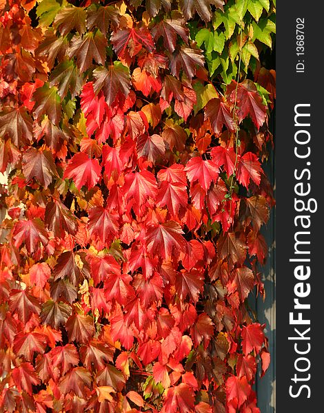 Autumn red maple leaves for collage or wallpaper. Autumn red maple leaves for collage or wallpaper