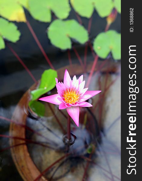 Pink water lilly in a tropical garden