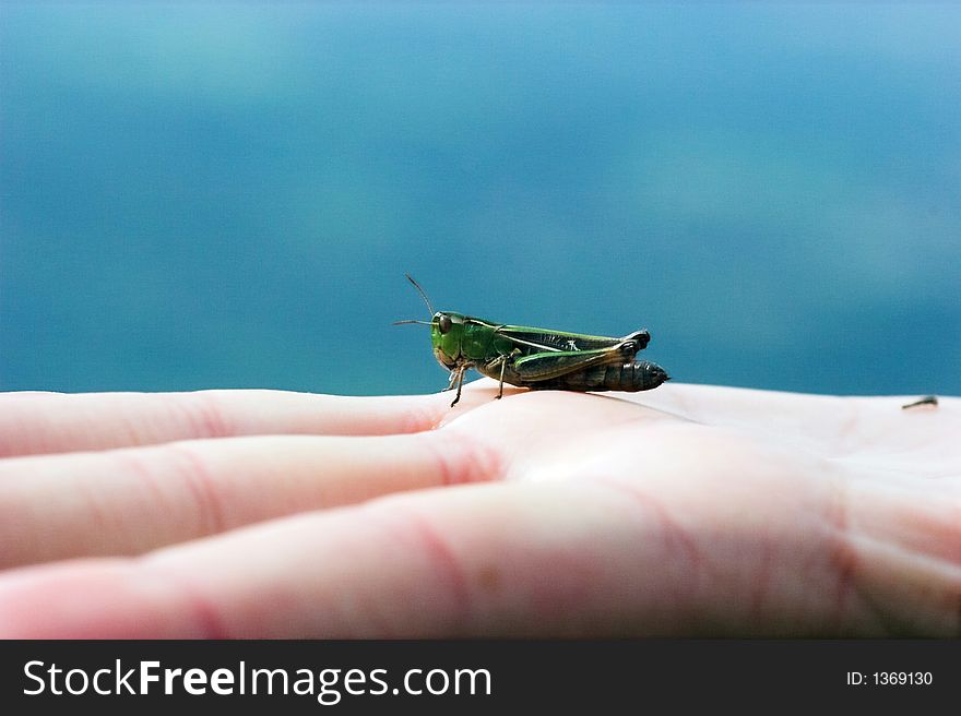 Grasshopper In The Hand