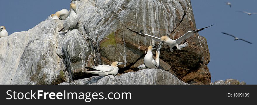 Gannets upon a rock in Bretagne (France)