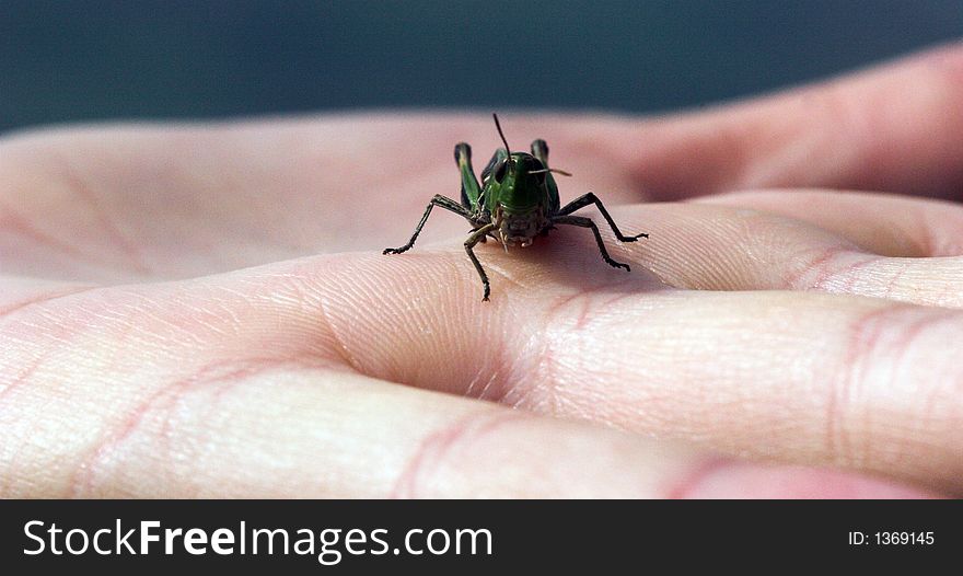 Grasshopper In The Hand
