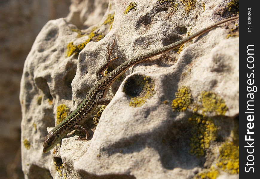 A lizard bask in the sun