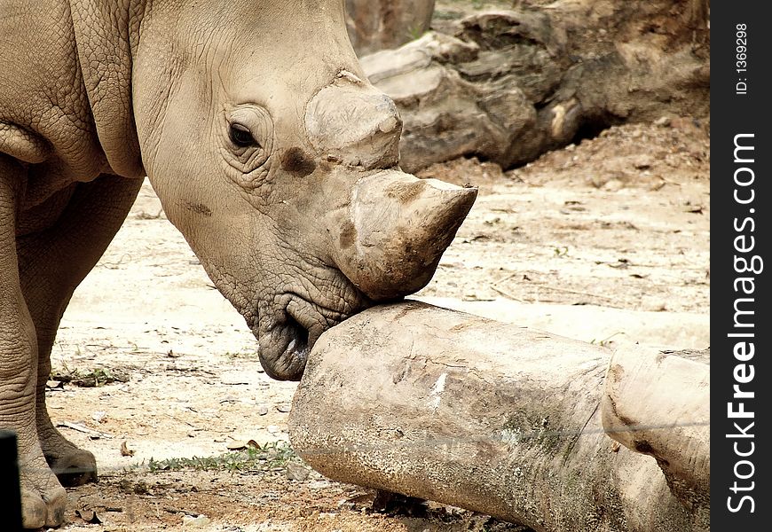 A white rhino captured in the zoo,trying to move a gigantic(relatively speaking) rock.