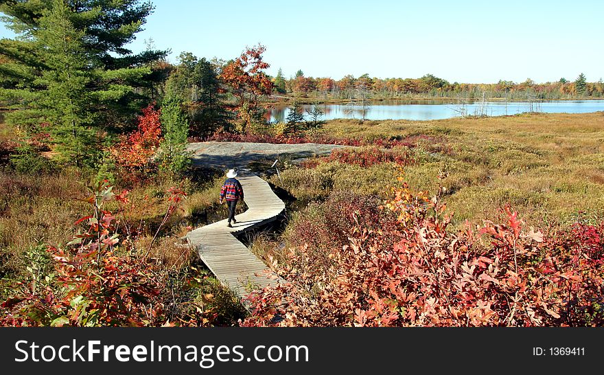 Woman walking on a boardwalk in the Autumn