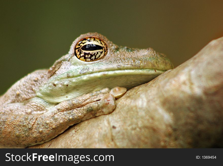 Frog rests in the tree branch, changing its color to the color of the wood. Frog rests in the tree branch, changing its color to the color of the wood