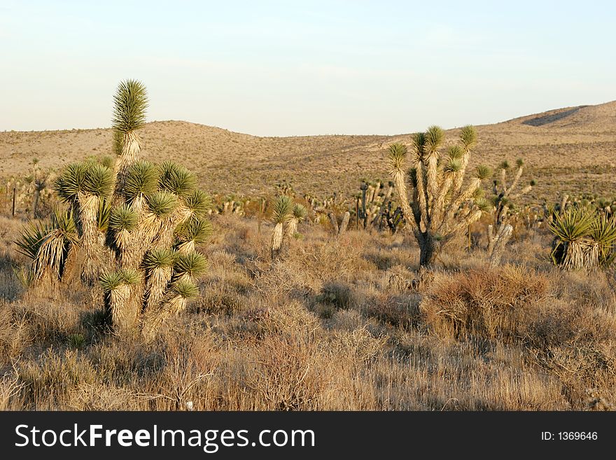 Native desert vegetation in the southwest