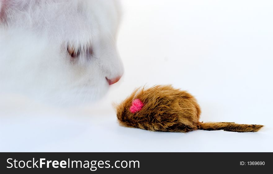 White cat playing with a toy mouse. White cat playing with a toy mouse.