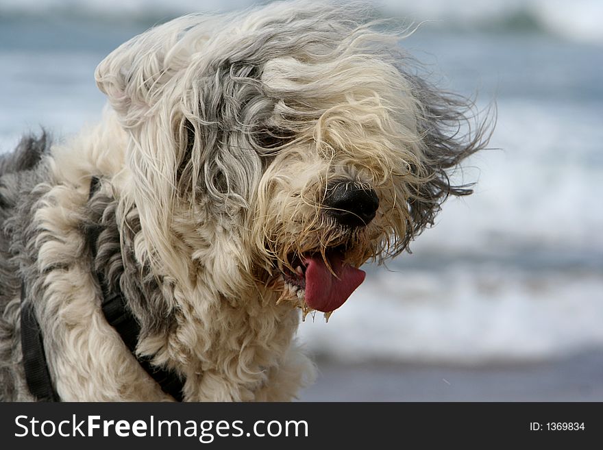 Portrait of a sheepdog head