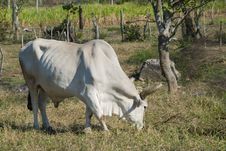 White Bull In A Farm Royalty Free Stock Photos