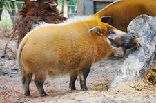 Red River Hog Royalty Free Stock Images