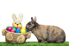 Easter Bunny In Meadow With Colorful Easter Egg Royalty Free Stock Image