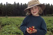 Young Girl Picking Strawberries Stock Photography