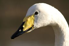 Whooper Swan Royalty Free Stock Images Whooper Swan Royalty Free Stock Images