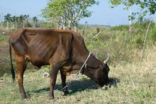 Black Bull Cow In A Farm (I) Stock Image