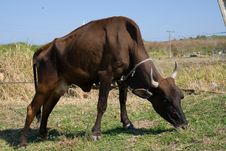 Black Bull Cow In A Farm (III) Stock Photo