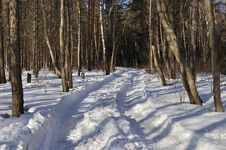 Snowy Road In Winter Forest Royalty Free Stock Photo Snowy Road In Winter Forest Royalty Free Stock Photo