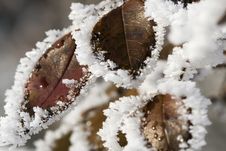 Pictorial Of Frozen Hip-berry Leaves Stock Image Pictorial Of Frozen Hip-berry Leaves Stock Image