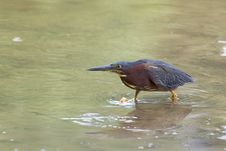 Green Heron Sneaking. Stock Images Green Heron Sneaking. Stock Images