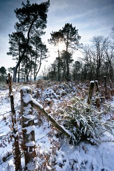 A Snow Covered Forest Royalty Free Stock Images A Snow Covered Forest Royalty Free Stock Images