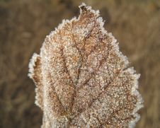 Frost On A Leaf Stock Photography