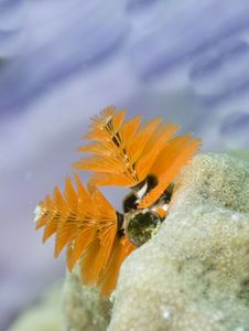 Christmas Tree Worms, Royalty Free Stock Image Christmas Tree Worms, Royalty Free Stock Image
